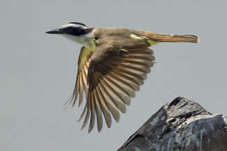 Grote kiskadie - Pitangus sulphuratus Grote kiskadie - Pitangus sulphuratus